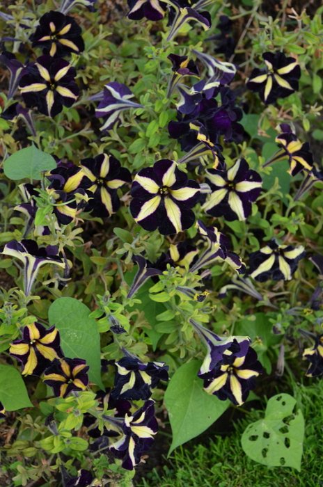 Petunia x 'Mystical Phantom'